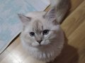 1 Yaşında British Beyaz Tüylü Mavi Gözlü Kedi