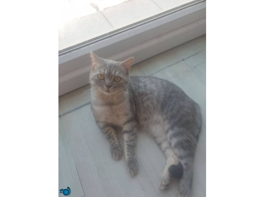 10 aylık erkek British shorthair kedisi