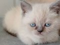 Ev ortamında büyümüş sağlıklı kediler kaliteli sağlam kan sl