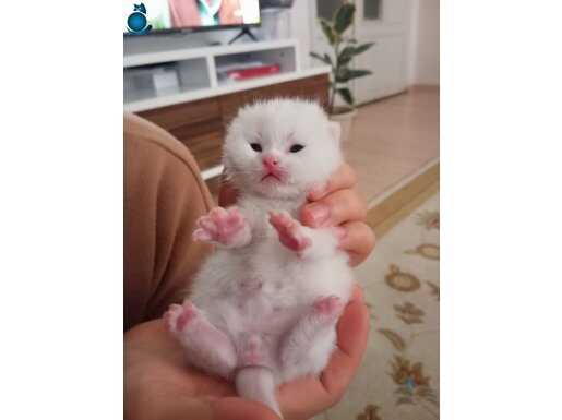 5 TANE YAVRU KEDİM VAR DAHA 1 HAFTALIKLAR