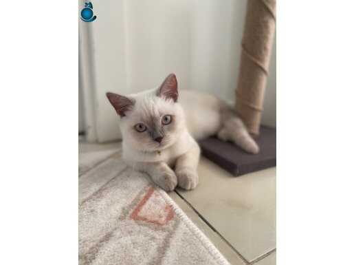 British blue point 11 aylık akıllı ve uysal bir kedi 
