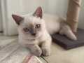 British blue point 11 aylık akıllı ve uysal bir kedi 