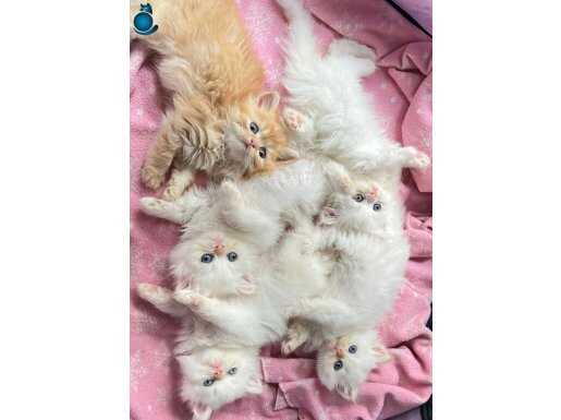 biblo bebeklerim yeni yuvasını arıyor