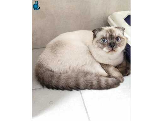 Kapalı kulak mavi gözlü scotish fold kedi