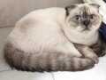 Kapalı kulak mavi gözlü scotish fold kedi