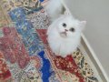 Safkan İran kedisi 