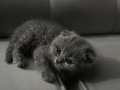 Scottish Fold 2 aylık yavru kedi saf kan
