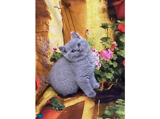 Scottish Fold ve Scottish Straight Minikkerim 