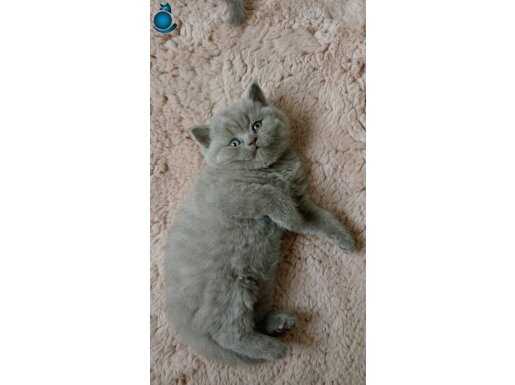 Safkan Brtish shorthair Blue Miniğim