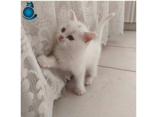 Minik bebeklerim yeni aileleri ile tanışmaya hazır