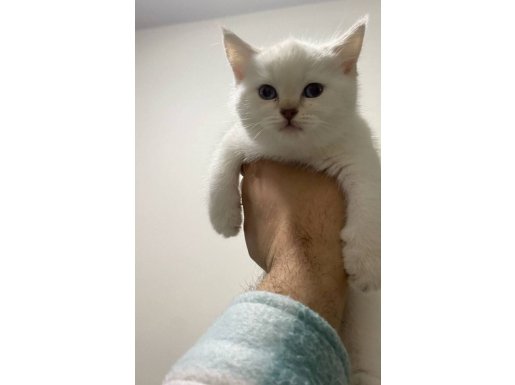 Mas mavi gözlerle British shorthair Blue point minikler