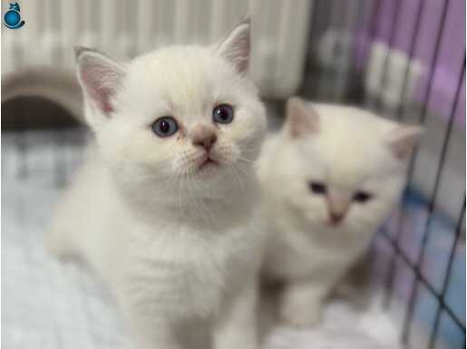 A kalite Britsh Shorthair bebekler