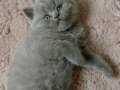 Safkan Brtish shorthair Blue Miniğim