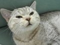 7 ,5 aylık britis cins kedi sahiplendirme