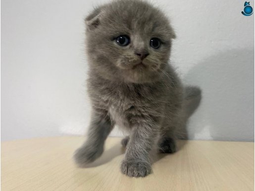 1 aylık Scottish fold yavru kedi