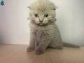 lilac rengi yavru kedi