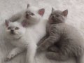 Kendi kedimizin british shorthair yavruları