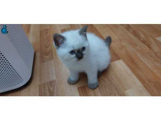 Edirne erkek yavrumuz