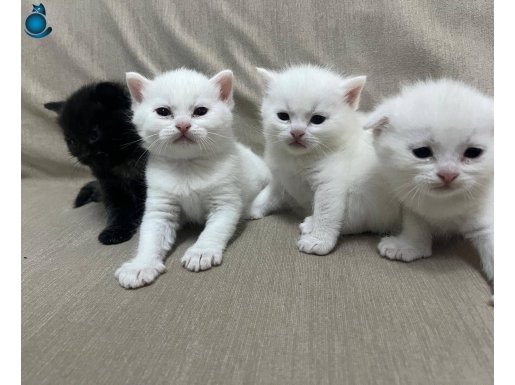 Erkek kedimiz ev değişikligi sebebi ile ücretsiz verilecek
