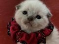 KEDİMİZİN YAVRULARI