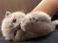KEDİMİZİN YAVRULARI