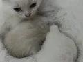KEDİMİZİN YAVRULARI