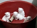 KEDİMİZİN YAVRULARI