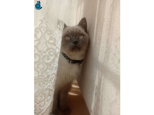 Dünyalar tatlısı birman kedi