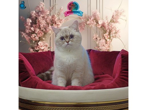 Damızlık Dişi British Shorthair Blue Point Tabby
