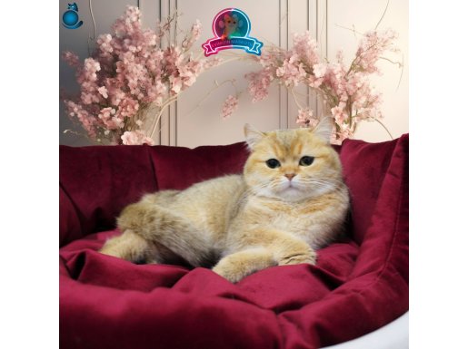Secereli Damızlık Dişi NY11 British Shorthair