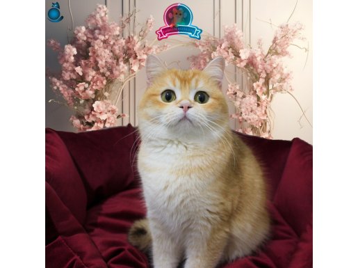 Secereli Damızlık Dişi NY11 British Shorthair