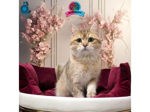 Secereli Damızlık Erkek NY11 British Shorthair Golden