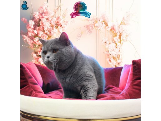 Damızlık BSH A Blue British Shorthair Erkek