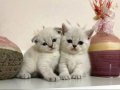 Safkan British Shorthair Yavruları