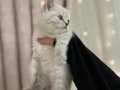Safkan British Shorthair Yavruları