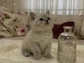 Safkan British Shorthair Yavruları
