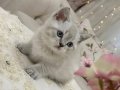 Safkan British Shorthair Yavruları