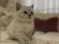 Safkan British Shorthair Yavruları
