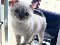 3 aylık dişi british shorthair kedi mama tuvalet eğitimi tam