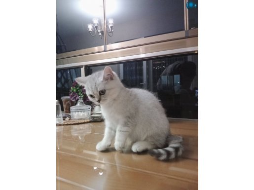 2 aylık british beyaz tuvalet eğitimli yavru kedi 