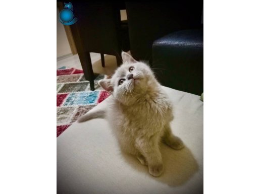 British shorthair lilac dişi yavru