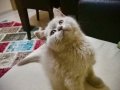 British shorthair lilac dişi yavru