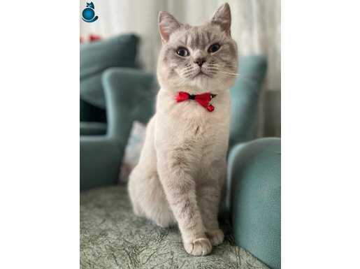 Sakin bir kedi sevecen cana yakın 