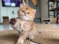 Anne baba full scrli ayı surat show kalite golden yavrular 