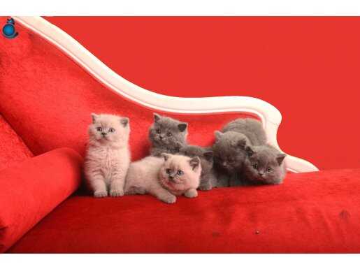 Safkan British shorthair yavrular
