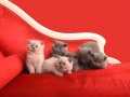 Safkan British shorthair yavrular