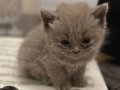 British shorthair yavru kedi 