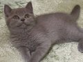 2,5 aylık eğitimleri tamamlanmış erkek yavru kedi