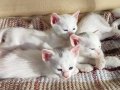 Birbirinden Güzel 5 Van kedisi detaylı bilgi için ulaşın 