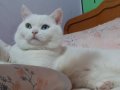 Beyaz mavi ve yesil gözlü van kedisi